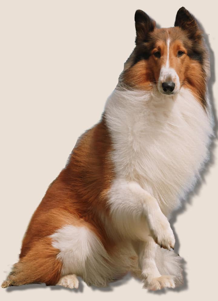 Lassie